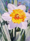 Daffodil2.jpg (25018 bytes)