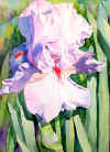 Iris_Pink.jpg (27910 bytes)