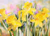 Daffodils_half_sheet.jpg (26192 bytes)