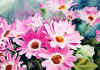 Daisies_Pink.jpg (32673 bytes)