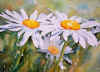 Daisies.jpg (30106 bytes)