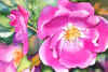 Roses_Wild_Magenta.jpg (26437 bytes)