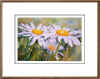 Daisies2.jpg (28545 bytes)