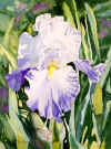 Iris Favourite.jpg (30488 bytes)