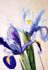 Iris Sibirian.jpg (22954 bytes)