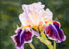 Iris horizontal.jpg (25325 bytes)