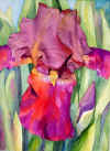 Iris maroon.jpg (26566 bytes)