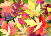 Leaves.jpg (32964 bytes)