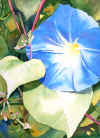 Morning Glory.jpg (25670 bytes)