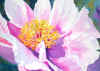 Peonystephie.jpg (28093 bytes)