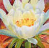 cactusflower.jpg (23942 bytes)