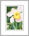 daffodilem2.jpg (23352 bytes)