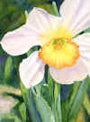 daffodilem.jpg (25618 bytes)