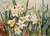 daffodilsgarden.jpg (31397 bytes)