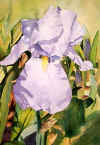 iris leaning.jpg (26238 bytes)