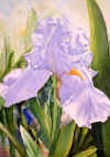 irisviolet.jpg (25459 bytes)