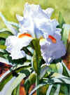 iriswhite.jpg (29992 bytes)