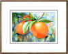oranges2.jpg (27655 bytes)