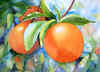 oranges.jpg (24175 bytes)