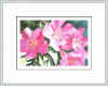 pinkoleander2.jpg (27450 bytes)