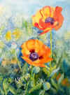 poppies.jpg (34499 bytes)