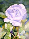 roseblue.jpg (29317 bytes)