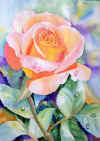 rosepeach.jpg (30823 bytes)