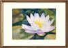 waterlily2.jpg (36605 bytes)