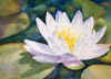 waterlily.jpg (39926 bytes)