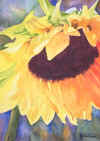 sunflowerlargehead.jpg (53742 bytes)