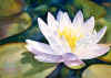 waterlily.jpg (55363 bytes)